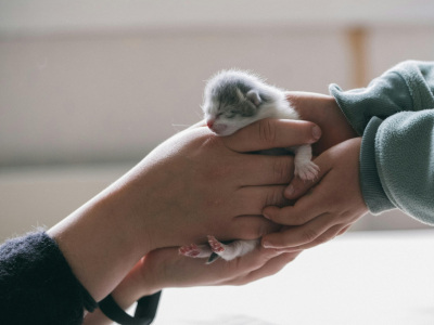 Mest populære kattenavne efter race – vælg det perfekte navn til din kat