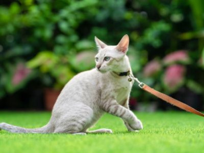Kan du gå tur med en kat i snor?