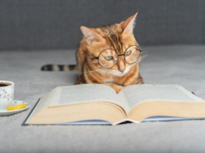 Spørgsmål, du skal stille dig selv, før du navngiver din kat