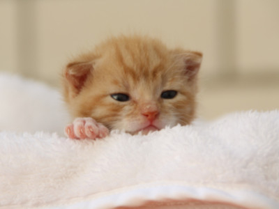 Den ultimative kattenavn quiz: Find de mest populære kattenavne og populære navne